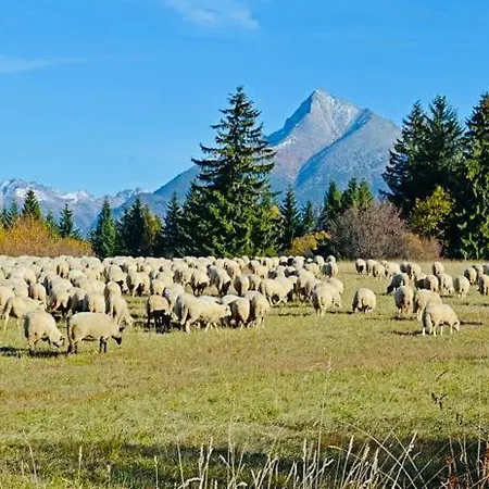 Sefec Выходна